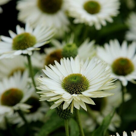 Echinacea purpurea 'Virgin' C2 - afbeelding 3