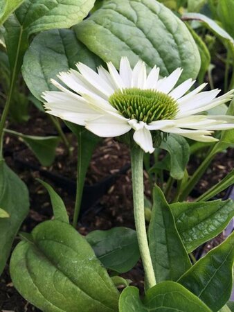 Echinacea purpurea 'Virgin' C2 - afbeelding 6