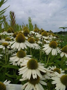 Echinacea purpurea 'White Meditation' C2