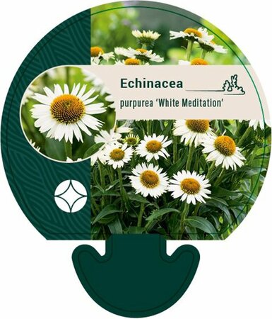 Echinacea purpurea 'White Meditation' C2 - afbeelding 5