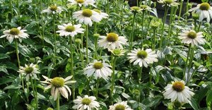 Echinacea purpurea 'White Meditation' C2 - afbeelding 2
