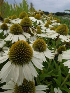 Echinacea purpurea 'White Meditation' C2 - afbeelding 3