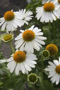 Echinacea purpurea 'White Meditation' C2 - afbeelding 4