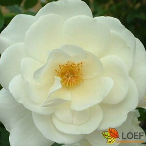 Rosa (H) 'Schneewittchen' C1.5 e.w.