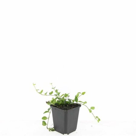 Vinca minor C2 - afbeelding 22