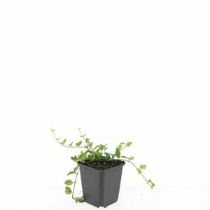 Vinca minor C2 - afbeelding 22