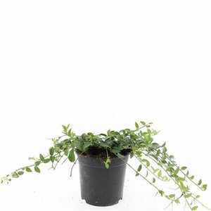 Vinca minor C2 - afbeelding 11