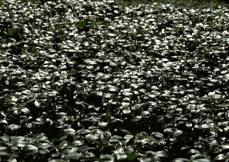 Vinca minor C2 - afbeelding 1