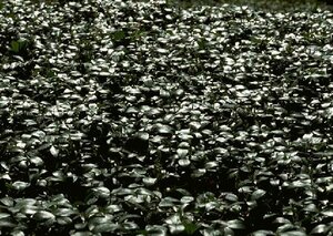 Vinca minor C2