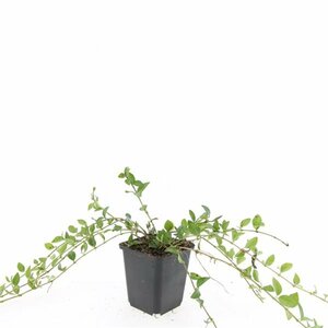 Vinca minor C2 - afbeelding 17