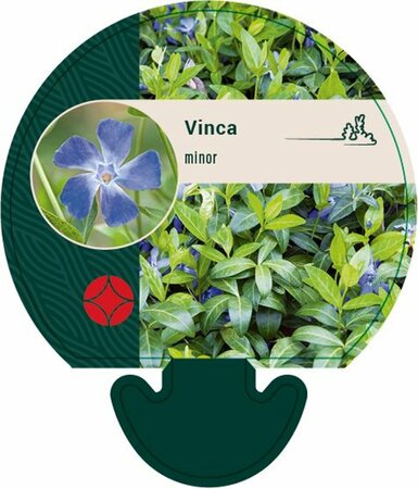 Vinca minor C2 - afbeelding 3