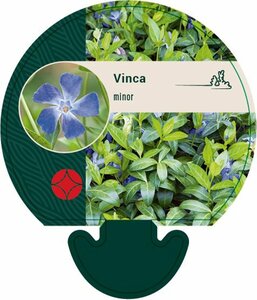 Vinca minor C2 - afbeelding 3