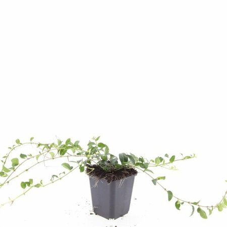Vinca minor C2 - afbeelding 6