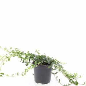 Vinca minor C2 - afbeelding 12