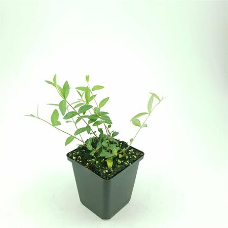 Vinca minor C2 - afbeelding 23