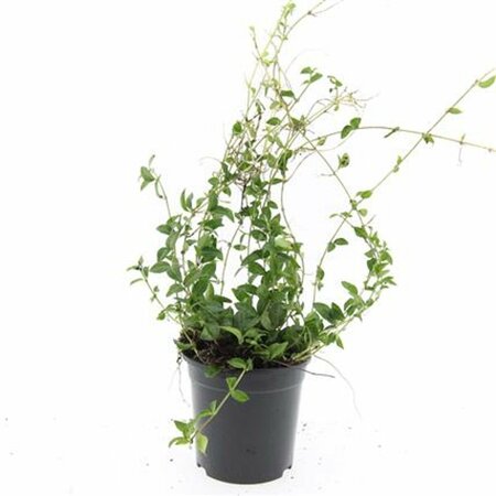 Vinca minor C2 - afbeelding 9