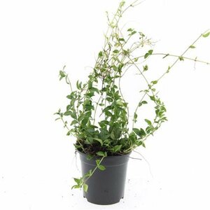 Vinca minor C2 - afbeelding 9