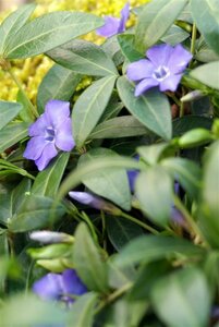 Vinca minor C2 - afbeelding 7