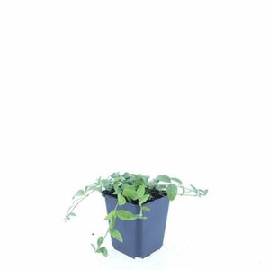 Vinca minor C2 - afbeelding 24
