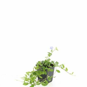 Vinca minor C2 - afbeelding 19