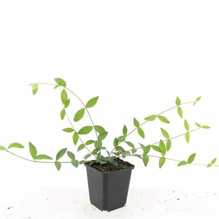 Vinca minor C2 - afbeelding 20