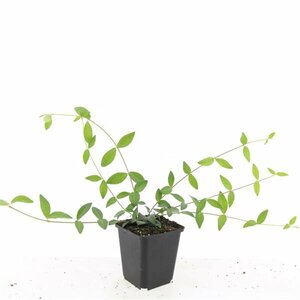Vinca minor C2 - afbeelding 20