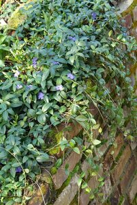 Vinca minor C2 - afbeelding 8