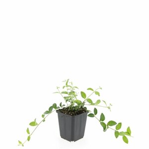Vinca minor C2 - afbeelding 25