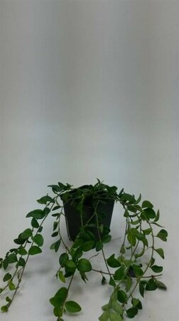 Vinca minor C2 - afbeelding 14