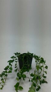 Vinca minor C2 - afbeelding 14
