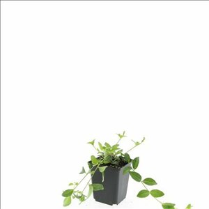 Vinca minor C2 - afbeelding 13