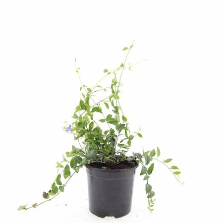 Vinca minor C2 - afbeelding 26