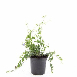 Vinca minor C2 - afbeelding 26