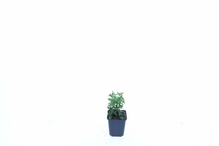 Vinca minor C2 - afbeelding 4