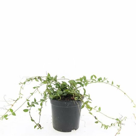 Vinca minor C2 - afbeelding 10