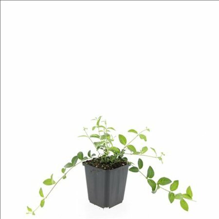 Vinca minor C2 - afbeelding 2