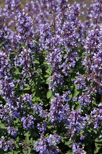 Nepeta 'Purssian Blue'  C2 - afbeelding 4