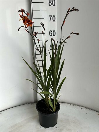 Crocosmia 'Emily McKenzie' C2 - afbeelding 1