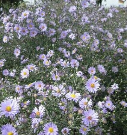 Aster laevis 'Blauschleier' P9