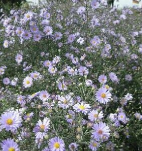 Aster laevis 'Blauschleier' P9