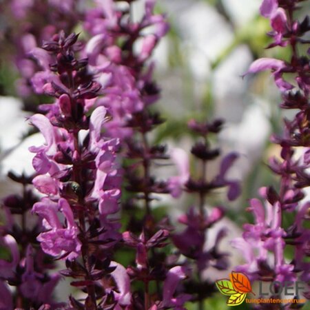 Salvia nemorosa 'Rose Queen' C2 - afbeelding 1