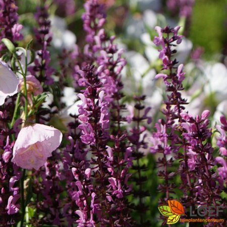 Salvia nemorosa 'Rose Queen' C2 - afbeelding 2