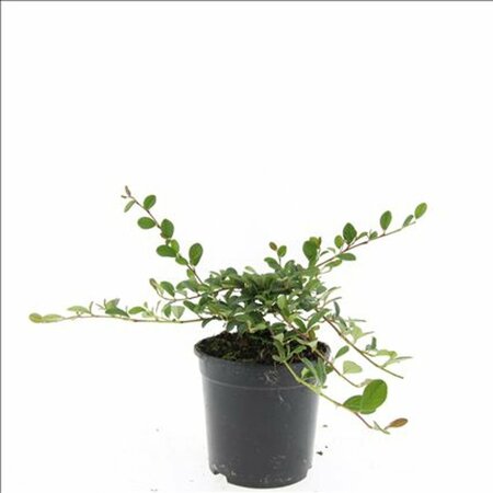 Cotoneaster dammeri C1.5 - afbeelding 15