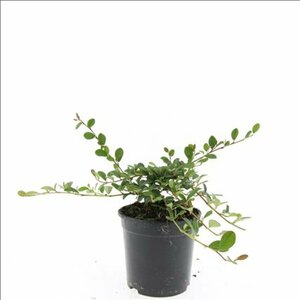 Cotoneaster dammeri C1.5 - afbeelding 15