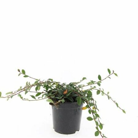 Cotoneaster dammeri C1.5 - afbeelding 14