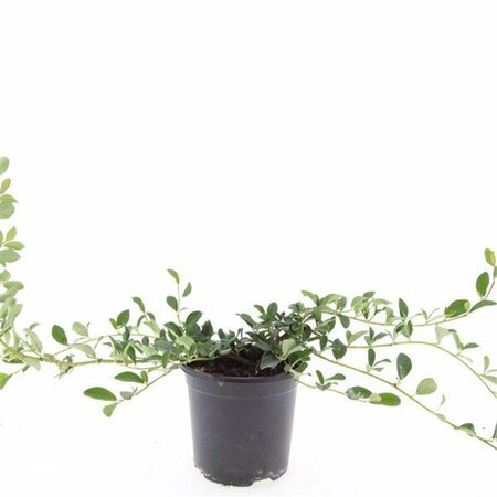 Cotoneaster dammeri C1.5 - afbeelding 5