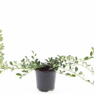 Cotoneaster dammeri C1.5 - afbeelding 5