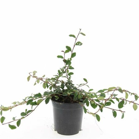 Cotoneaster dammeri C1.5 - afbeelding 13