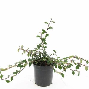 Cotoneaster dammeri C1.5 - afbeelding 13