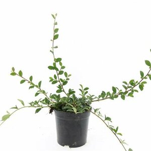 Cotoneaster dammeri C1.5 - afbeelding 12